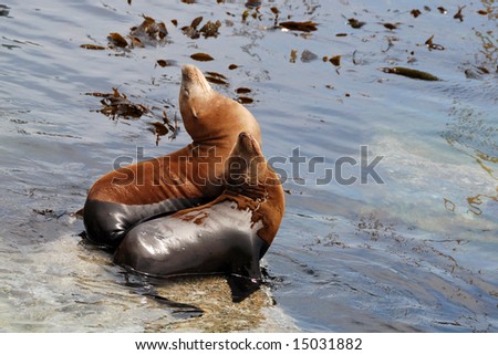 pair of california sea lions off of a pier in monterey california