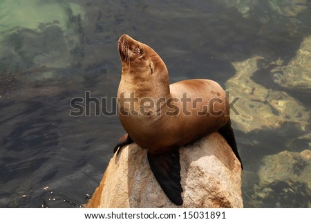 california sea lion off of a pier in monterey california