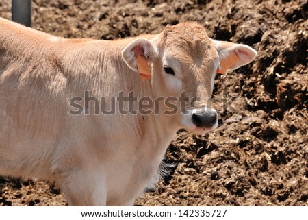 Light brown cow close up on a Farm Business