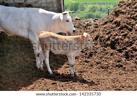 White cow and light brown calf on the Farm Business