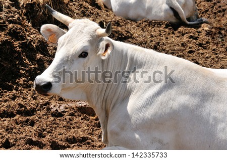 White cow close up on a Farm Business