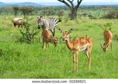 hoofed mammals in african savannah