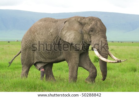 stock photo lonely elephant with big penis looking for a female for 