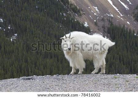 Canadian Rocky Mountain Goat