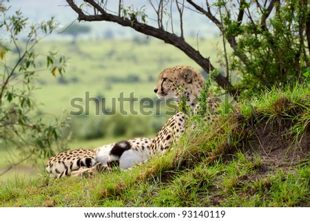 Cheetah (Acinonyx jubatus). Large-sized feline inhabiting most of Africa and parts of the Middle East. Photo was taken in Masai Mara National Park, Kenya.