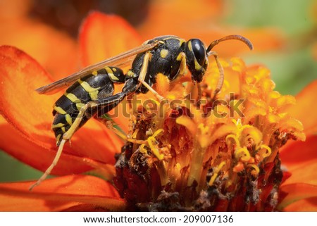Yellow Jacket (Wasp) / Wasp is collecting pollen and nectar from flowers.