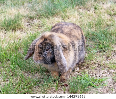 Rabbit eating grass in the garden