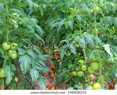 Ripened tomatoes in the greenhouse