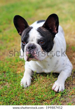 French bulldog puppy on the grass