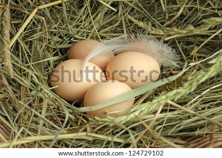 chicken eggs on hay, close-up