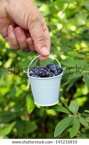 Woman\'s hand holding blue bucket with ripe honeysuckle berries