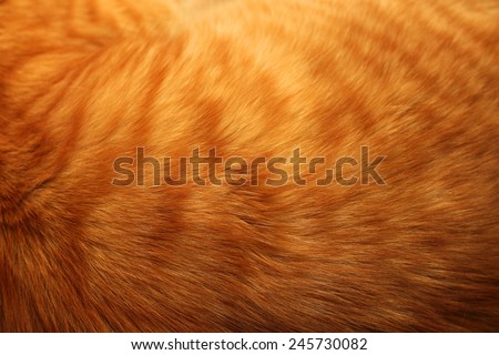 Image of ginger cat\'s fur background