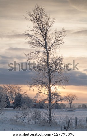 Tree on sunrise, on snow covered farmers field