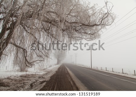 Foggy winter road, in Northern Ontario countryside.