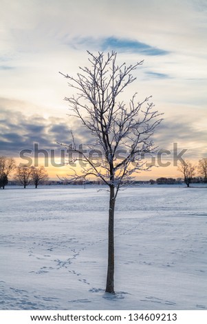 Winter sunrise on Northern Canada farmland, single tree on snow covered field.