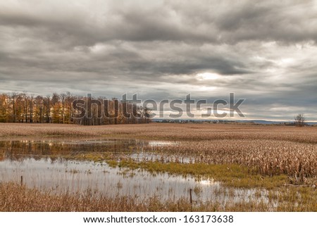 Corn Field in water, late fall, trees reflection