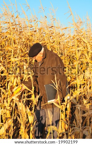 farmer look on ripe maize
