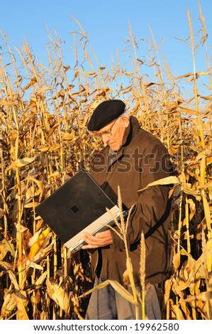 old farmer in maize field