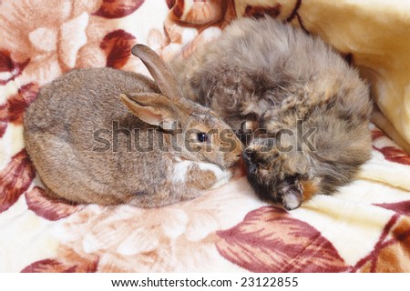bunny sit near sleeping cat