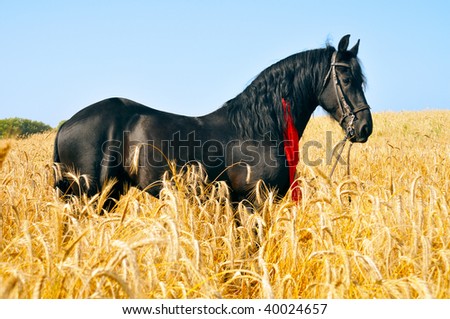 Pretty black horse with red ribbon in mane