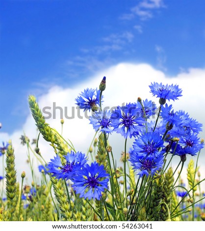 landscape of summer field from blue cornflower and blue sky