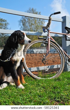 big dog keep watch and warding the bike