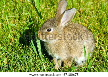 Fluffiest Rabbit