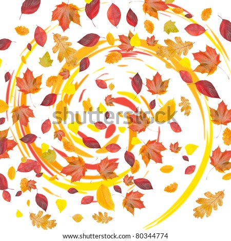 flying fall leaves, isolated on white background
