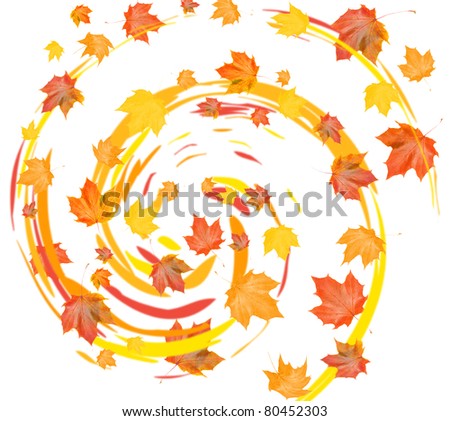 maple fall leafs on white background