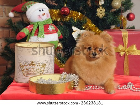 pomeranian dog  in home with christmas tree decoration