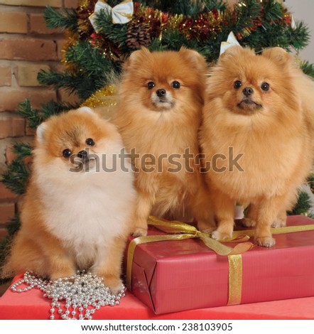 pomeranian dogs  in home with Christmas tree decoration