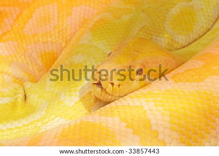 Big yellow python snake