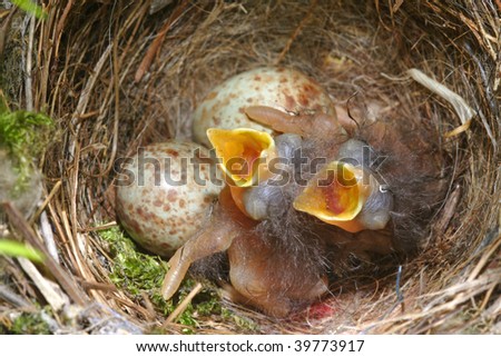 Birds Nest on Bird Nest Stock Photo 39773917   Shutterstock