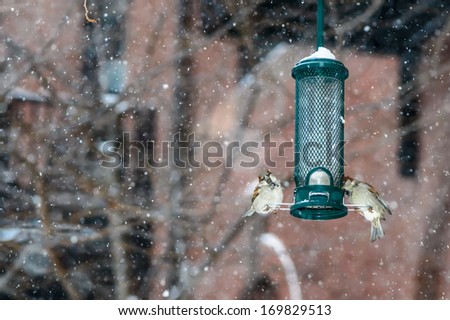 Birds in the snow in winter