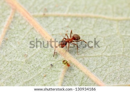 mercerized brown forest ants and aphid on green leaf, north china