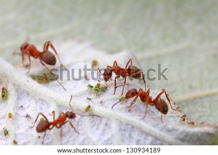 mercerized brown forest ants and aphid on green leaf, north china