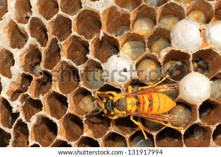 Wasp on nest in the wild, in north china