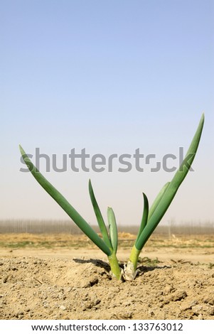 onion grows in the soil, in a plantation, north china