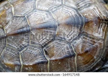 tortoise shell pattern, closeup of photo in a zoo