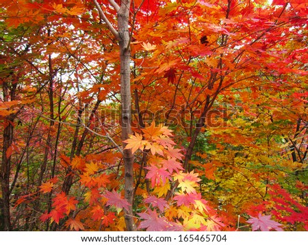 red maple leaf in a scenic spot, north china