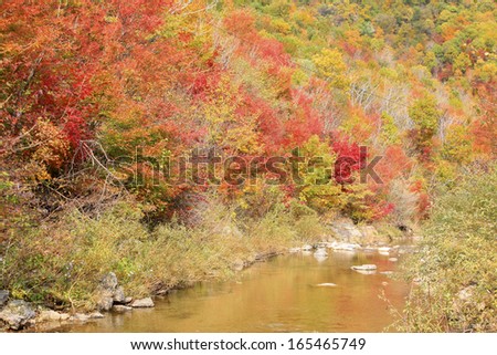Streams and maple leaves in a scenic spot, norht china