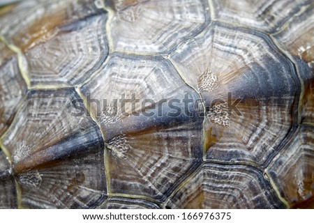 tortoise shell pattern, closeup of photo in a zoo