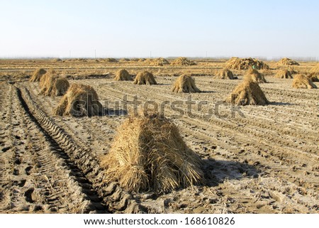 rut and piles of rice in the fields in rural areas, China