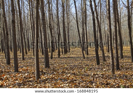 forest land in the late autumn season, north china