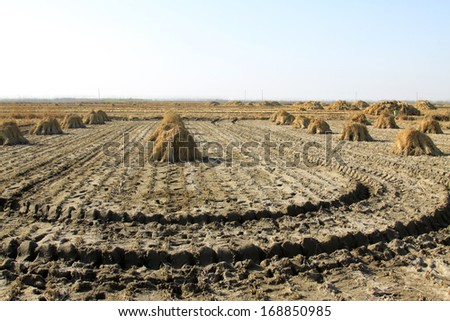 rut and piles of rice in the fields in rural areas, China