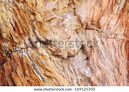 tree fossil natural grain, closeup of photo
