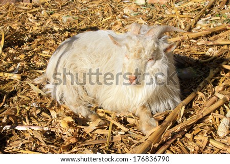 meat goats on the maize straw, closeup of photo