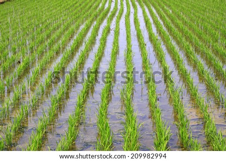 Rice seedlings in the field, closeup of photo