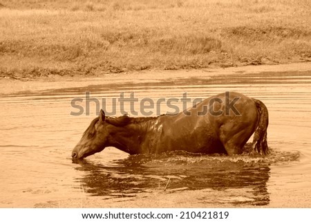 horses in the water in the WuLanBuTong grassland, Inner Mongolia autonomous region, China.