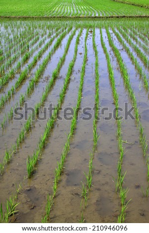 Rice seedlings in the field, closeup of photo